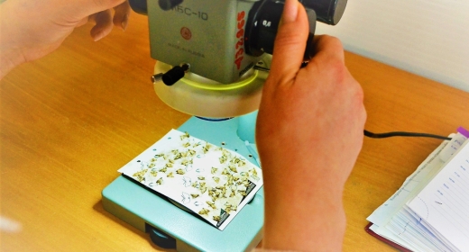 Новая разработка российских учёных: полимерные покрытия, защищающие от насекомых